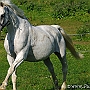 Hessisches_Warmblut 21 (15)